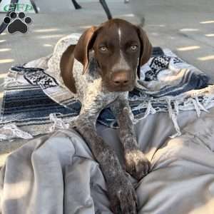 Drake, German Shorthaired Pointer Puppy